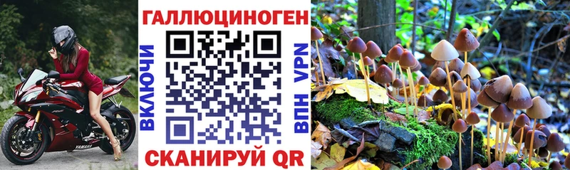 Псилоцибиновые грибы Psilocybe Бирск